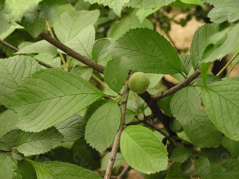 Prunus Triloba Extract    